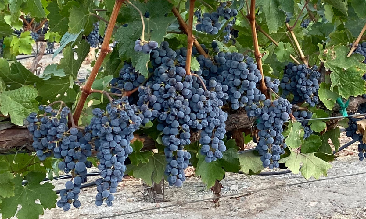 Cabernet Sauvignon Grapes at the Sea Shell Cellars Vineyard