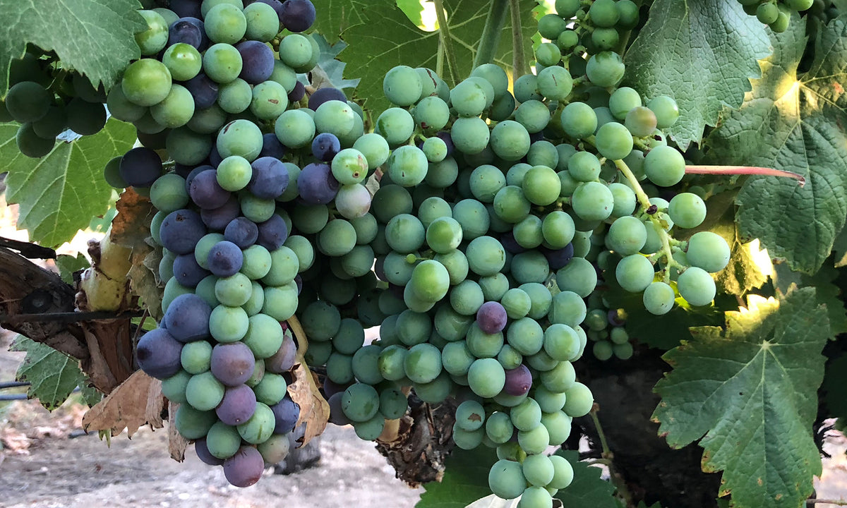 Mourvedre Grapes at the Sea Shell Cellars Vineyard
