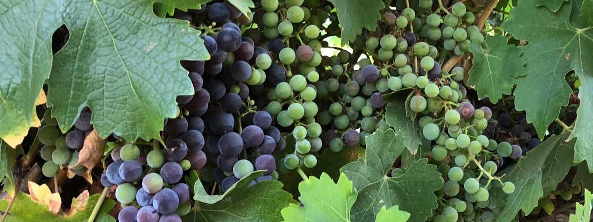 Mid Season Grapes Growing on Vines at Sea Shell Cellars Vineyard