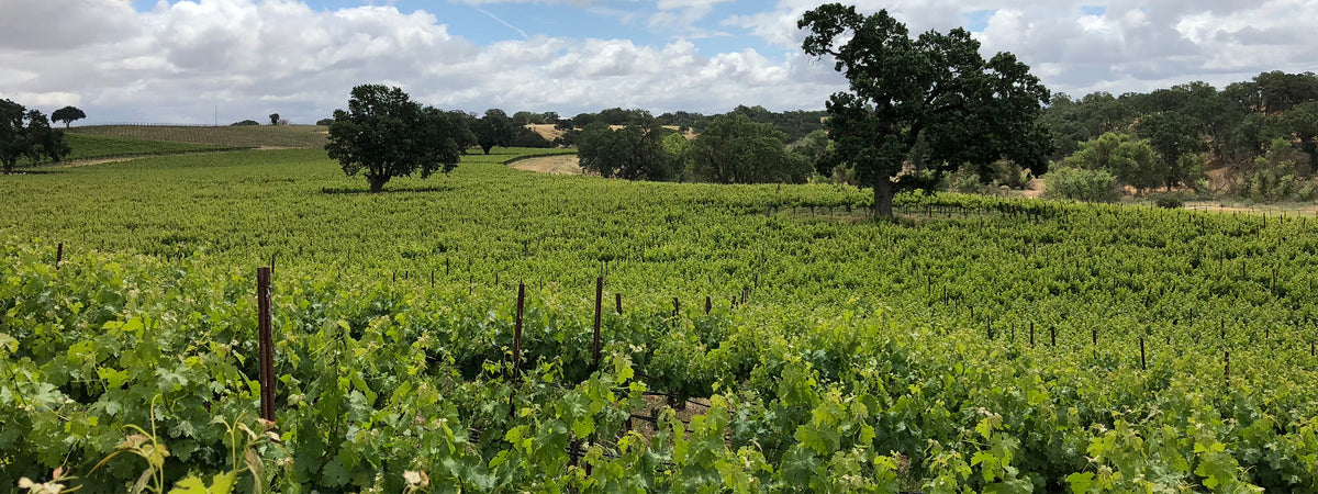 Shell Cellar Award-Winning Wines at our Wine Tasting Room in Paso Robles, CA