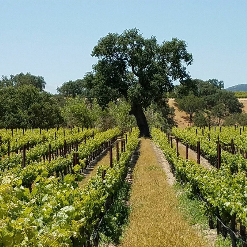Our wine maker and our vineyard manager
