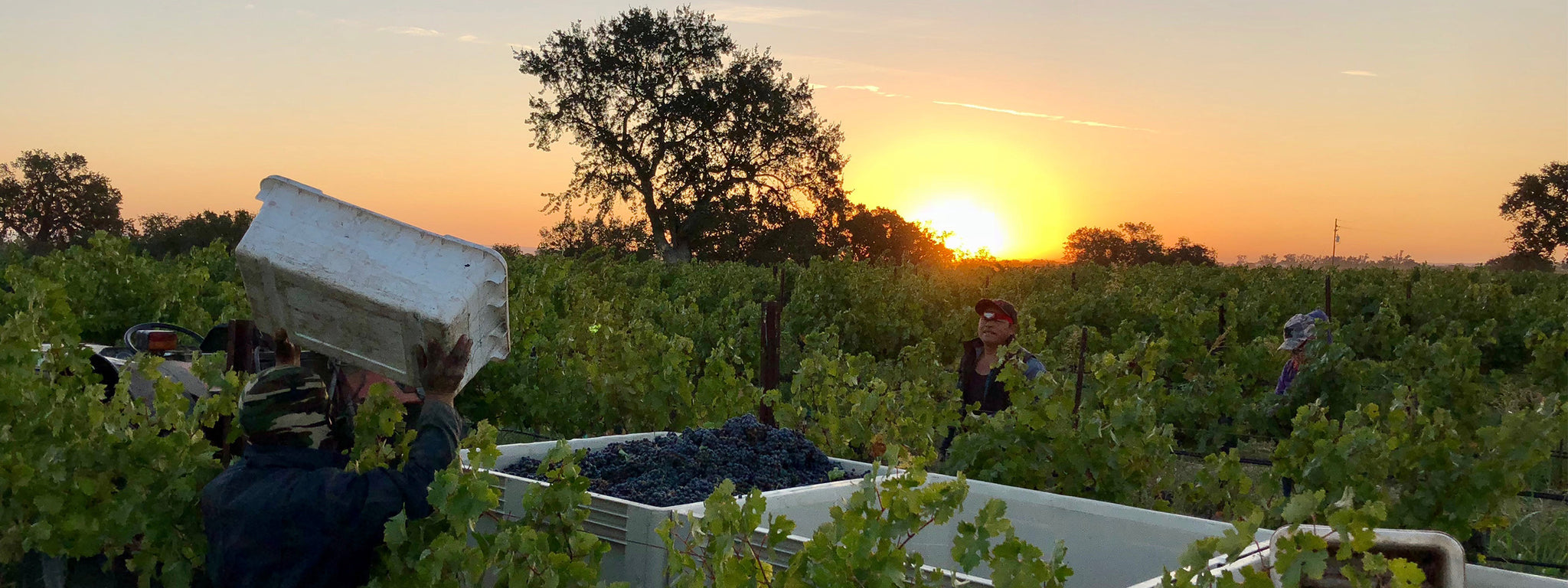 Shell Cellar Award-Winning Wines at our Wine Tasting Room in Paso Robles, CA
