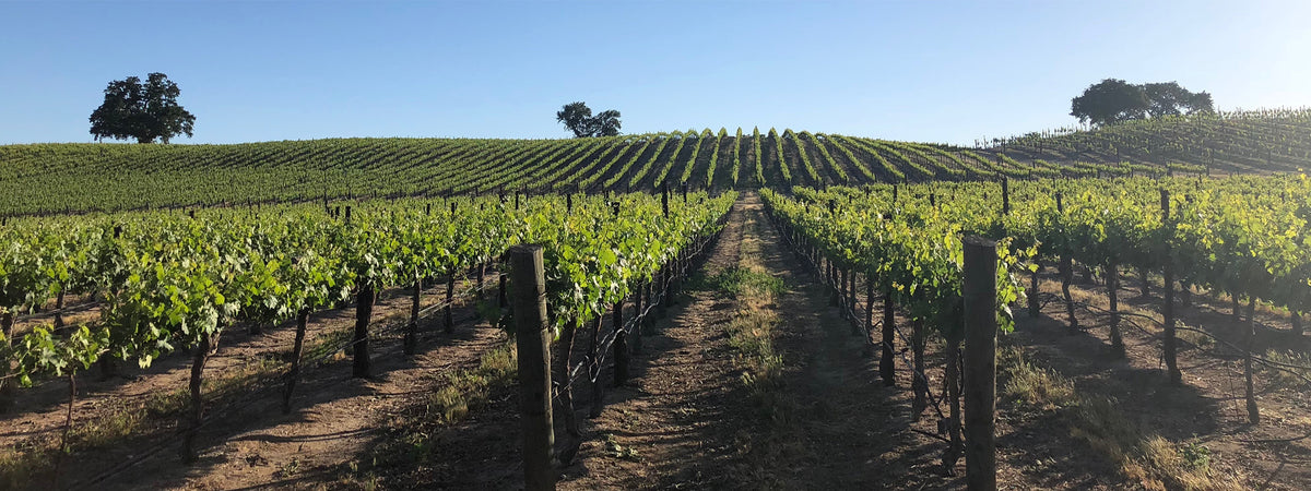 The Sea Shell Cellars Vineyard Looking Down a Row of Vines Early in the Season