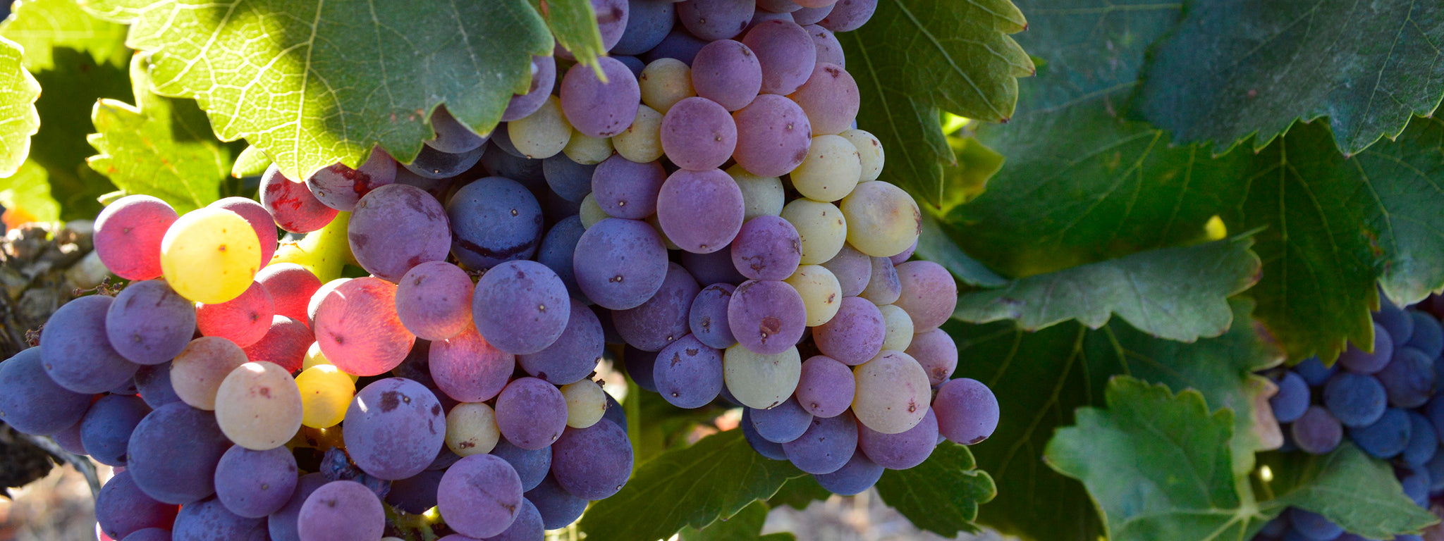 Shell Cellar Award-Winning Wines at our Wine Tasting Room in Paso Robles, CA